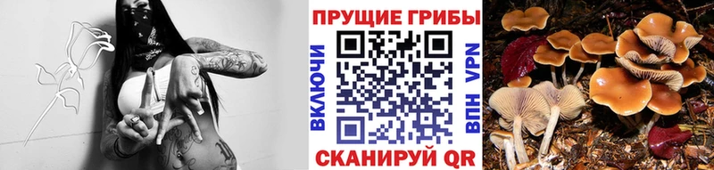 Псилоцибиновые грибы Cubensis  где купить   Протвино 